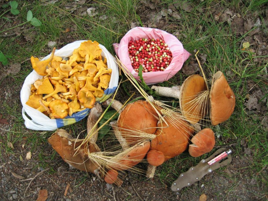 Haapasaaren Lomakyla 호텔 Ruovesi 외부 사진